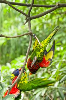 Parrot- a pair of Rainbow Lory playing aggressively while holding on a tree branch