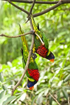 Parrot- a pair of Rainbow Lory holding on a tree branch