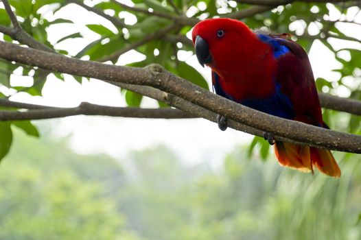 a curious Red head Lory standing on a tree branch.