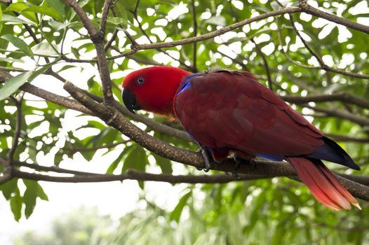 a curious Red head Lory standing on a tree branch.