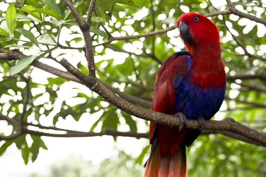 a curious Red head Lory standing on a tree branch.