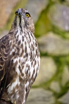 Close up of a Crested/Changeable Hawk eagle 