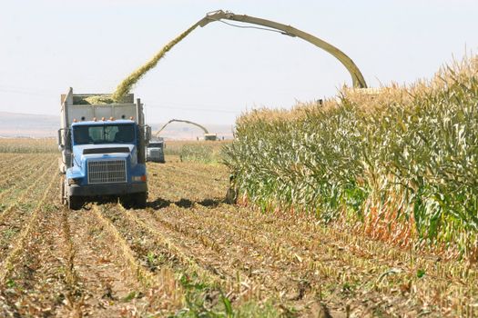 Corn being harvested