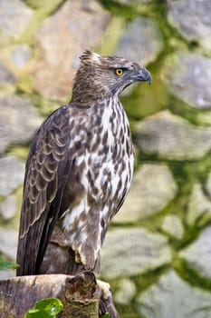 full view of a Crested/Changeable Hawk eagle 