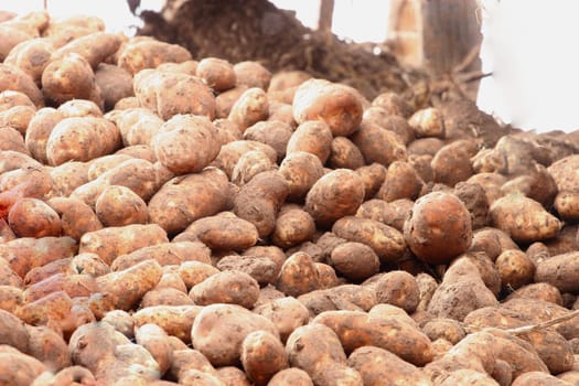 Pile of harvested potatoes
