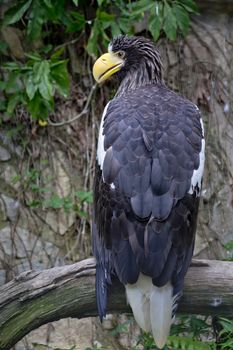 Steller’s sea eagle, Haliaeetus pelagicus resting on a tree branch 