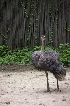 full view of a African ostrich 