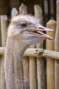Extreme close up of a curious looking African ostrich