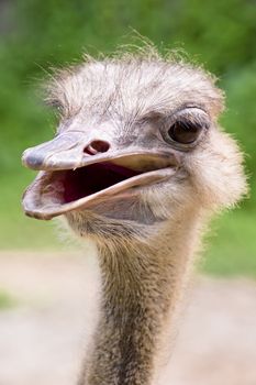 Extreme close up of a curious looking ostrich