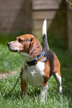 A handsome young beagle hound dog on a chain outdoors.  Shallow depth of field.