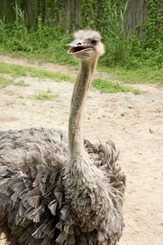 mid shot of an African ostrich 