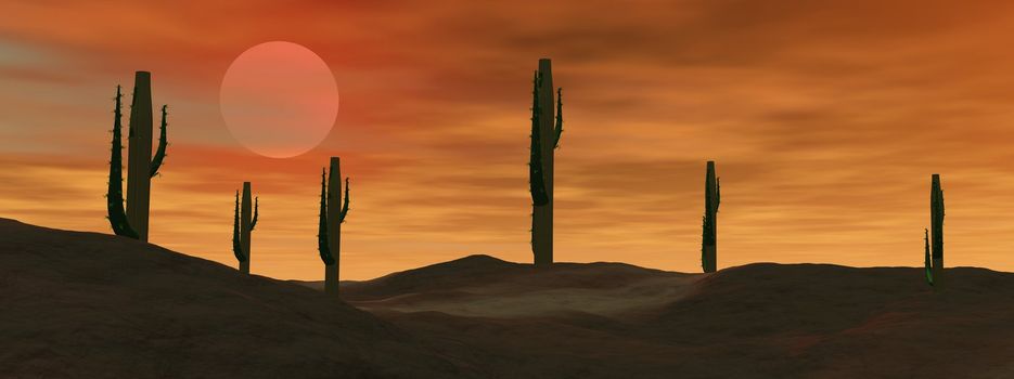 Cactus in the desert by cloudy sunset