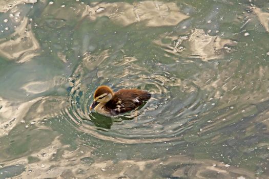 Little duck swimming alone in the green water of a lake