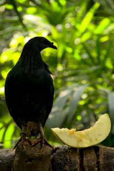 Silhouette of a Nicobar Pigeon, Caloenas nicobarica, standing proud