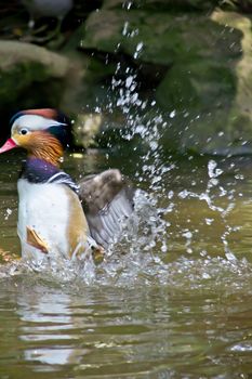 A mandarin duck flapping its wing in a pond