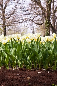 Cultivation of Darwin Hybrid Tulip Jaap Groot: yellow and white bicolor, perennial group