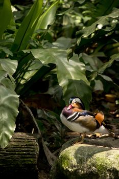 A lonely mandarin duck resting underneath some shades