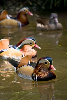 A group of mandarin ducks swimming in the pond
