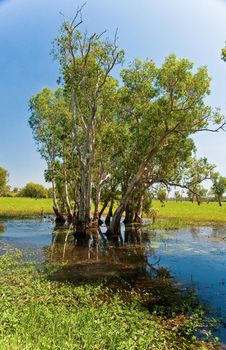 landscape of Kakadu National Park, australia