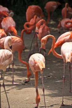 A group of Caribbean flamingo, Phoenicopterus ruber 