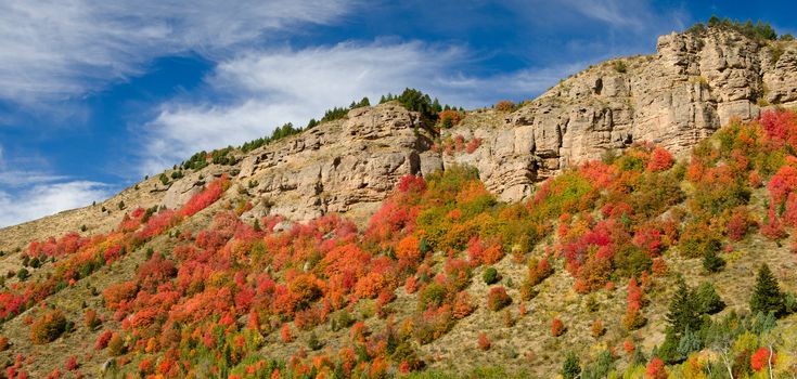 Autumn maples and cliffs, Targhee National Forest, Idaho, USA
