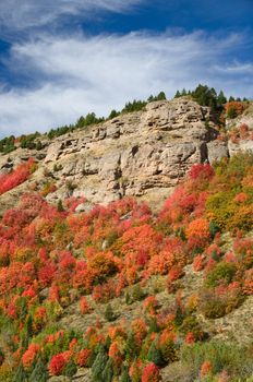 Autumn maples and cliffs, Targhee National Forest, Idaho, USA