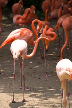 A group of Caribbean flamingo, Phoenicopterus ruber 