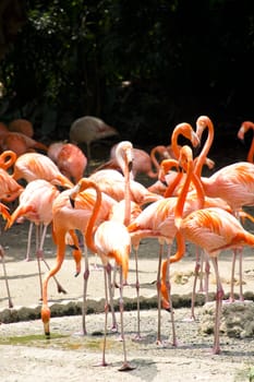 A group of Caribbean flamingo, Phoenicopterus ruber