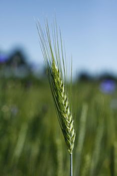 NICE CLOSE UP OF GREEN FRESH BARLEY SPIKE