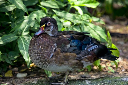 Water duck resting at the edge of a pond