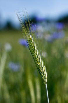 NICE CLOSE UP OF GREEN FRESH BARLEY SPIKE