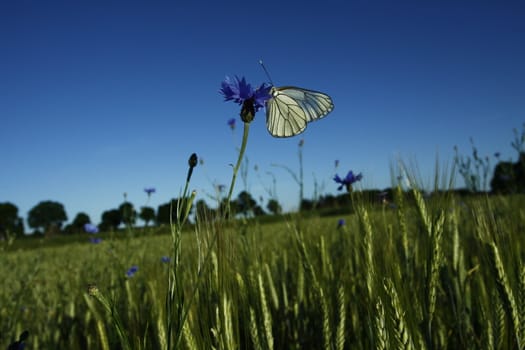 White butterfly on blue flower