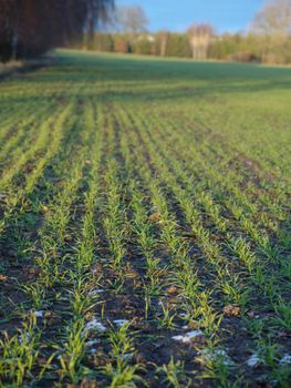 field of young cereals during spring