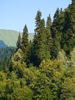 Subtropical mountain plants on summer