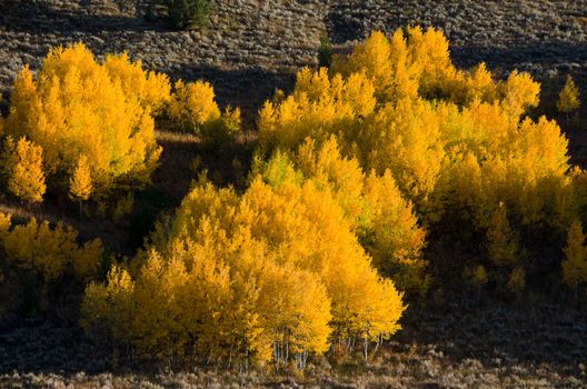 Quaking Aspen (Populus tremuloides) grove in autumn, Grand Teton National Park, Wyoming, USA