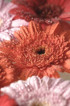 Pink, orange and red Gerber flowers in full bloom