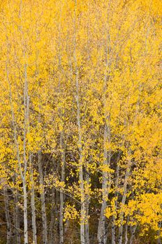 A grove of quaking aspens (Populus tremuloides) in autumn, Grand Teton National Park, Wyoming, USA