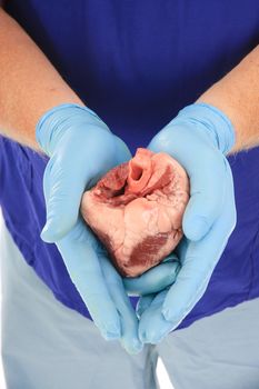 doctor holding heart ready for transplant operation
