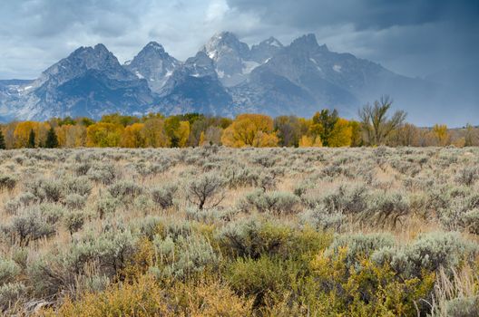 Sagebrush and cottonwoods along the Snake River and the Teton Mountains in autumn, Grand Teton National Park, Wyoming, USA