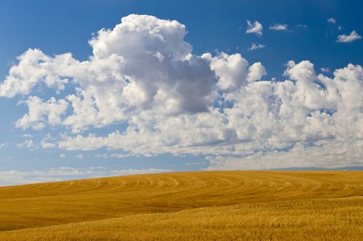 Field of wheat chaff and puffy clouds, Teton County, Idaho, USA