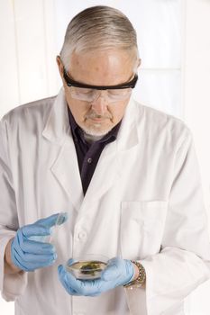 Doctor or research scientist looking at a growth in a petri dish