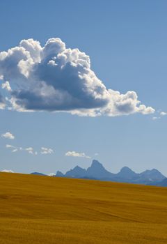Field of wheat chaff, The Teton Mountains and cumulus clouds, Teton County, Idaho, USA