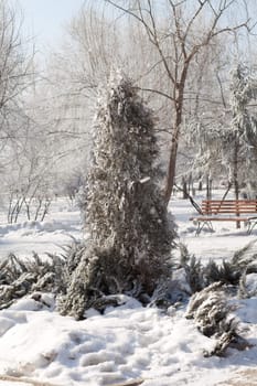 thuja in the city park in winter