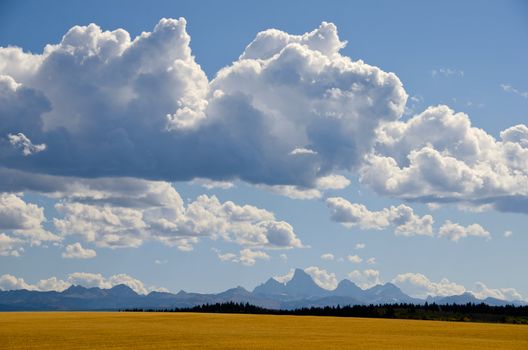 Fields of wheat chaff, The Teton Mountains and cumulus clouds, Teton County, Idaho, USA