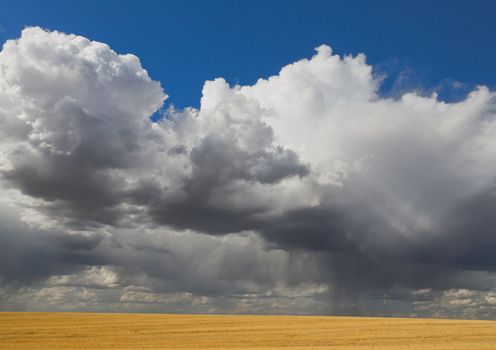 Field of wheat chaff and towering storm clouds, Teton County, Idaho, USA