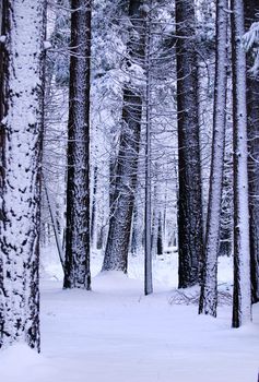 Snow covered forest in Yosemite national park