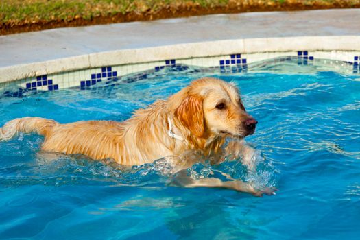 Nice specimen of dog of the race Golden Retriever swimming on a  swimming pool
