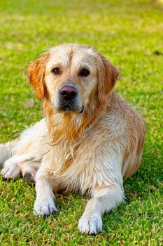 Nice specimen of dog of the race Golden Retriever