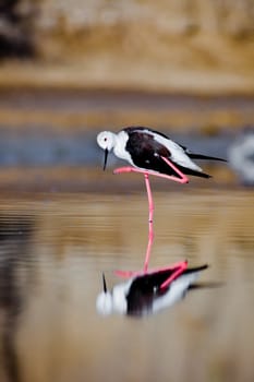A black-winged stilt sprucing oneself up
