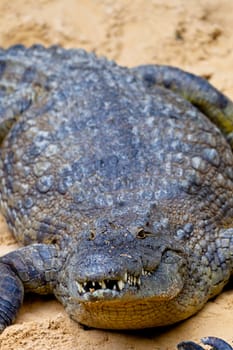 A beautiful specimen of nile crocodile, Crocodylus niloticus